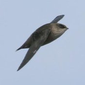 Vaux's Swift